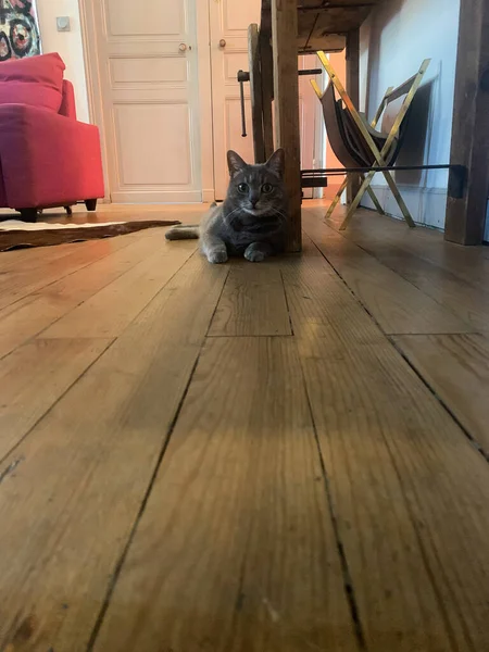 Cat Sitting Floor — Stock Photo, Image