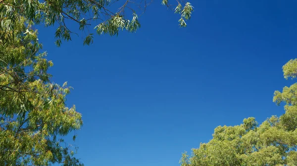 Fond Bleu Ciel Avec Quelques Branches Vertes — Photo