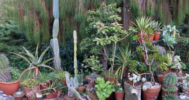 Bir yaz bahçesindeki saksılarda çok sayıda farklı kaktüs ve sulu bitkiler.                                