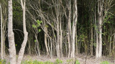  a close large group of thin trunks trees in a forest background 