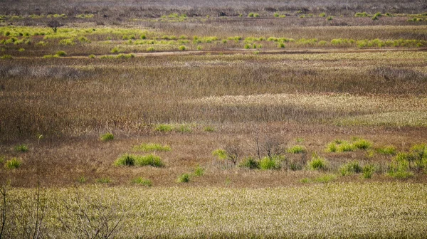 Golden Grass Color Meadow Few Green Short Bushes Background — ストック写真