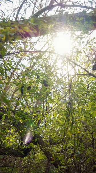 sunlight going through a green summer forest background