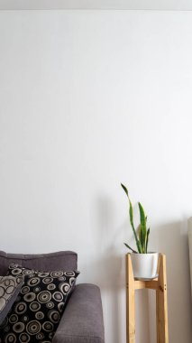  decorative snake plant in a pot, placed next to a gray sofa in a living. Copy space in the white wall