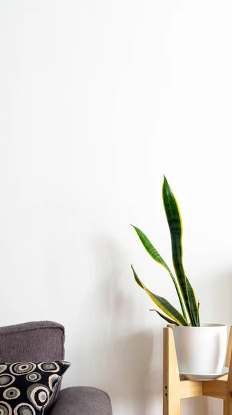 decorative snake plant in a pot, placed next to a gray sofa in a living. Copy space in the white wall
