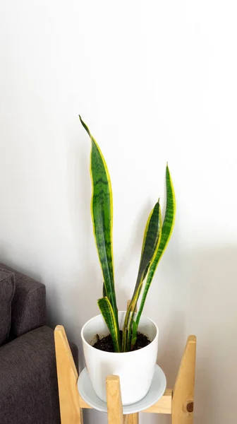 close view of a snake Plant, sansevieria laurentii, in a white pot. Placed in a living next to a couch
