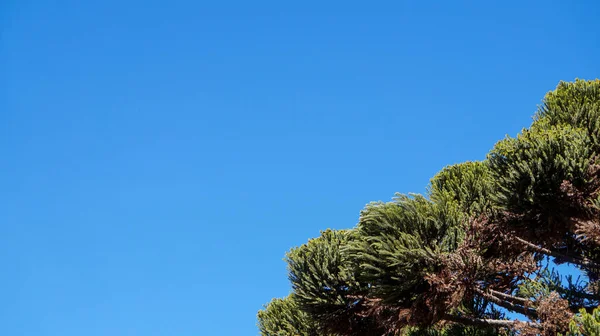 Bir Köşesinde Yeşil Araucaria Araucaria Angustifolia Bulunan Mavi Gökyüzü Arkaplanı — Stok fotoğraf