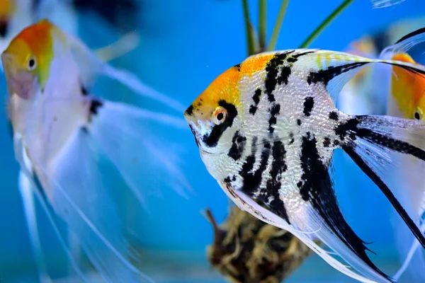 Großaufnahme Von Skalaren Schwimmt Unter Wasser Auf Nahrungssuche — Stockfoto