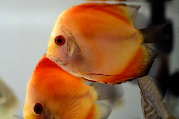 Gros Plan Poissons Discus Nage Dans Aquarium — Photo