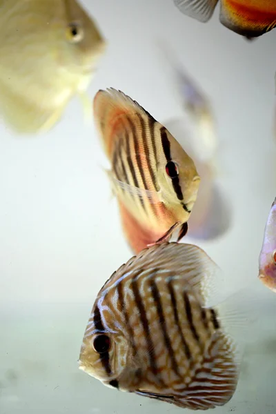 カラフルなディスクのクローズアップは淡水水族館で泳いでいます — ストック写真