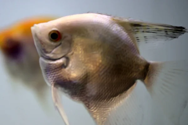 Großaufnahme Von Diskusfischen Schwimmt Aquarium — Stockfoto