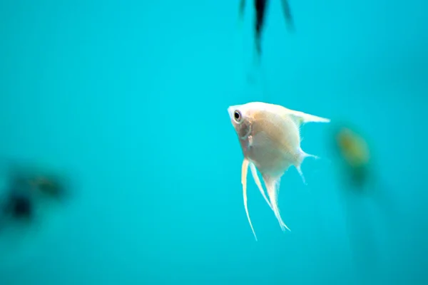 Silberfisch Schwimmt Aquarium Blauem Wasser — Stockfoto