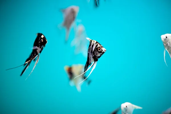 Black White Strip Colorful Fish Swimming Aquarium Tank — Fotografia de Stock