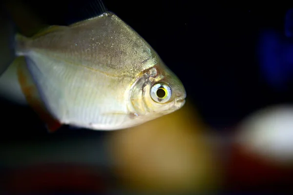 Peces Plata Nadan Agua Dulce Sobre Fondo Negro Acuario — Foto de Stock