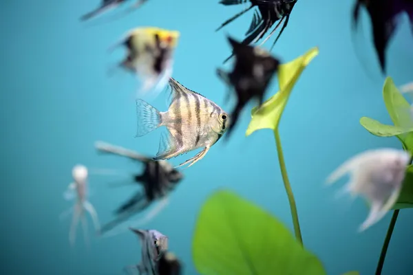 Primer Plano Del Colorido Disco Nadar Agua Dulce Acuario — Foto de Stock