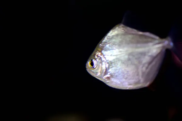 Silberdollar Fische Schwimmen Süßwasser Vor Schwarzem Hintergrund Aquarium — Stockfoto