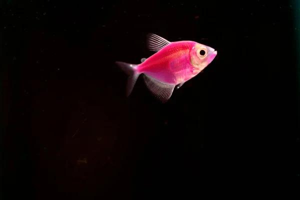 Red Colorful Fish Swimming Aquarium Fish Tank Black Background — Stockfoto