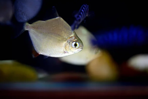 銀ドル魚は水族館の黒を背景に新鮮な水で泳ぐ — ストック写真