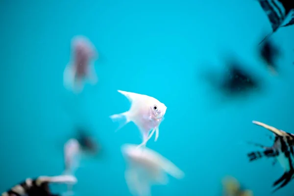 Peixes Prata Nadam Água Doce Contra Fundo Preto Aquário — Fotografia de Stock