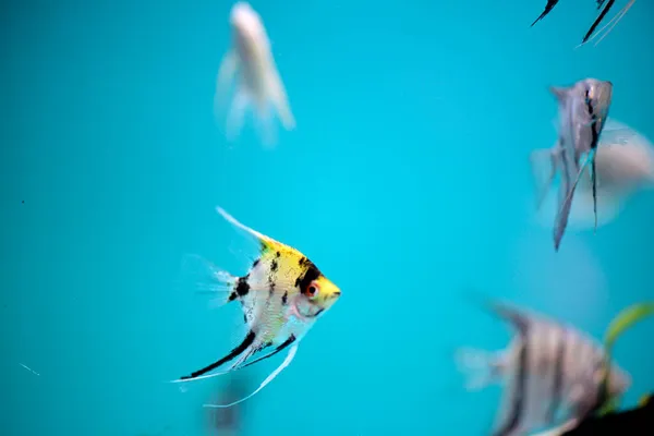 Gros Plan Disque Coloré Nage Eau Douce Dans Aquarium — Photo