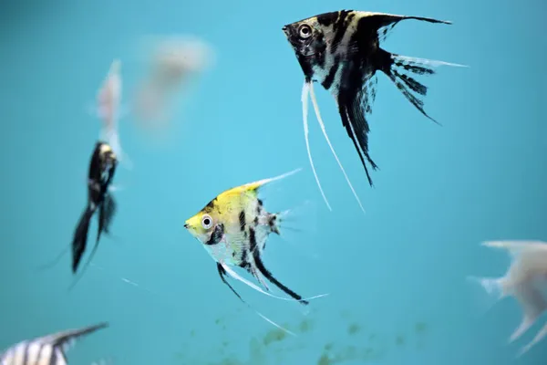Nahaufnahme Bunter Diskus Schwimmt Süßwasser Aquarium — Stockfoto