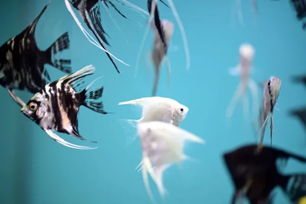 Silver Fish Está Nadando Acuario Agua Azul — Foto de Stock