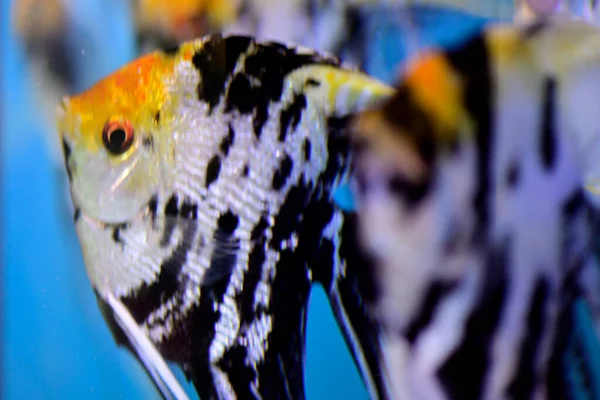 Close Angelfish Swimming Sea Hunting Food — Stockfoto