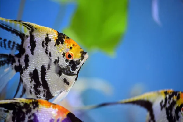 Close Angelfish Swimming Sea Hunting Food — Fotografia de Stock