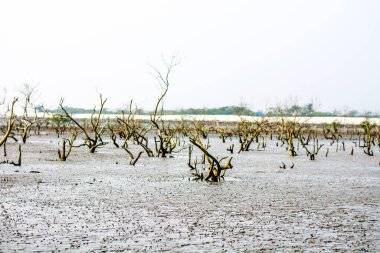 Hindistan 'da bir deniz kıyısındaki Mangrove ağacı
