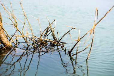 Tatlı suda ağaç gövdesi olan ağaç dallarına yakın çekim