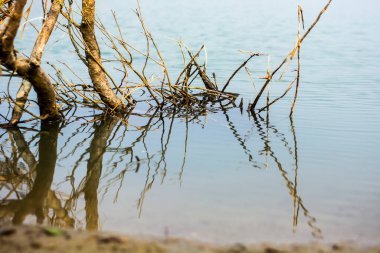 Tatlı suda ağaç gövdesi olan ağaç dallarına yakın çekim
