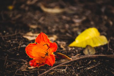 Güzel kırmızı Abutilon çiçeği yerde yatıyor.