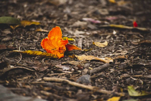 Bela Flor Vermelha Abutilon Deitado Chão — Fotografia de Stock