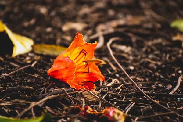 地面に横たわる美しい赤いアビリオンの花 — ストック写真