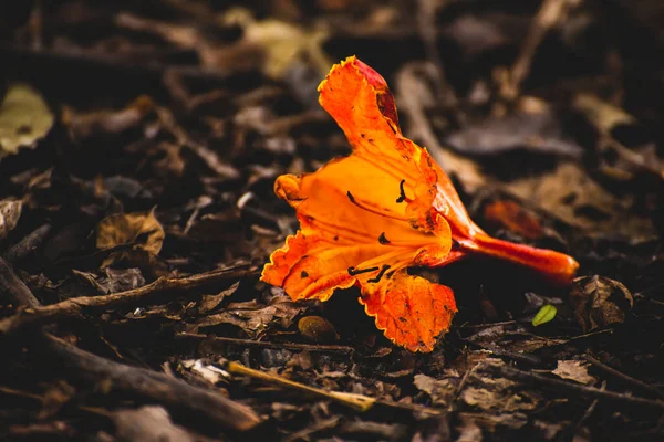 Bela Flor Vermelha Abutilon Deitado Chão — Fotografia de Stock