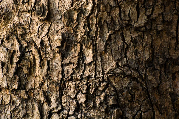 Houten Textuur Achtergronden Van Bomen — Stockfoto