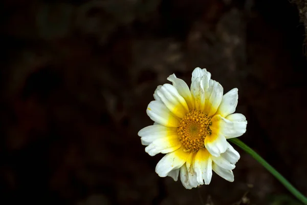 Primer Plano Del Girasol Blanco Sobre Fondo Oscuro —  Fotos de Stock