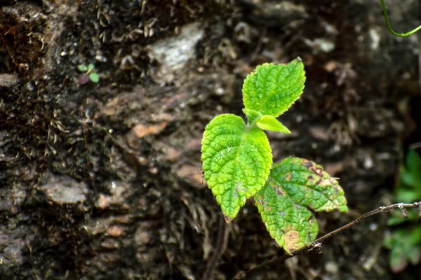 Young New Leaf Seedling Plant Growing Dried Clay — Stock Photo, Image