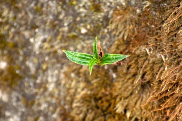 Young New Leaf Seedling Plant Growing Dried Clay — Stockfoto