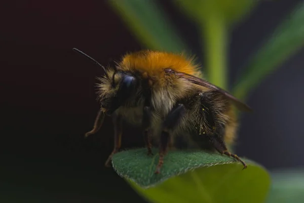Bumblebee Bombus Pyrobombus Hypnorum Descansando Uma Folha — Fotografia de Stock