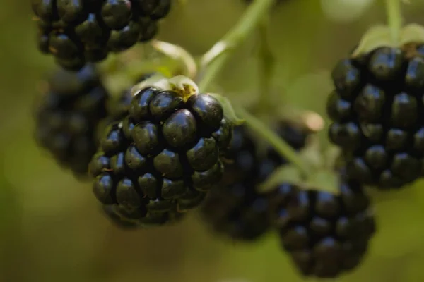 Frutos Maduros Mora Silvestre Rubus Caesius —  Fotos de Stock