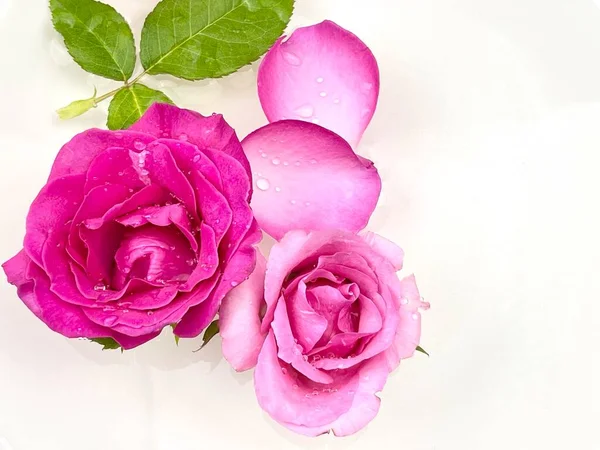 pink rose petals with drops are place on white isolated background, symbol of Valentines Day