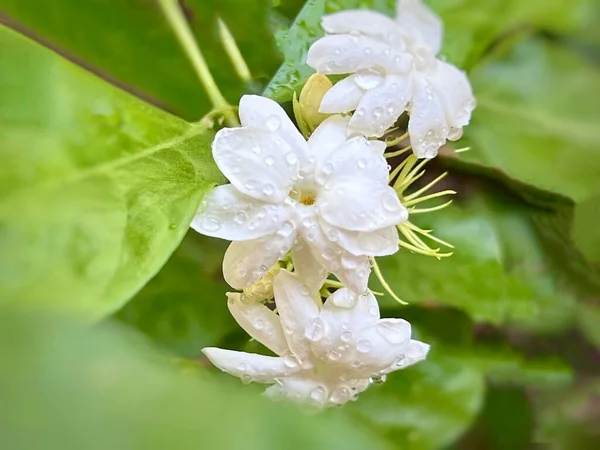 Jasmim Gotas Flores Flores Brancas Folhas Fundo — Fotografia de Stock