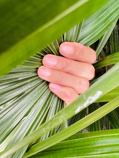 Mano Sosteniendo Una Sombra Hoja Como Símbolo Protección Del Medio — Foto de Stock