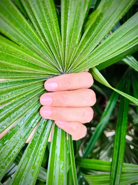 Çevre korumasının sembolü olarak bir yaprak gölgesini tutmak