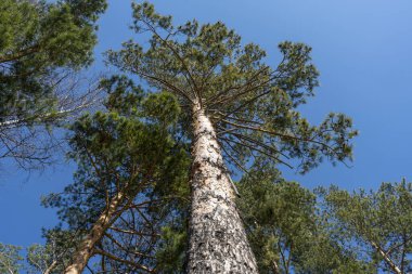 Çam ağacı dalları açık mavi gökyüzüne karşı.