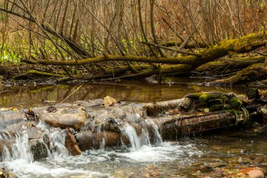 Sonbahar ormanında küçük bir nehir yatağı.