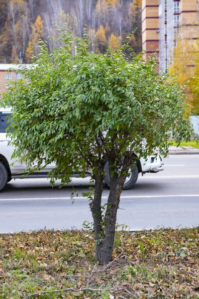 Frodig grön buske vid sidan av en stadsväg. — Stockfoto