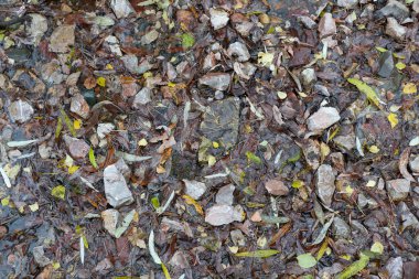 Sonbahar yapraklarıyla nehrin dibini boyladı..