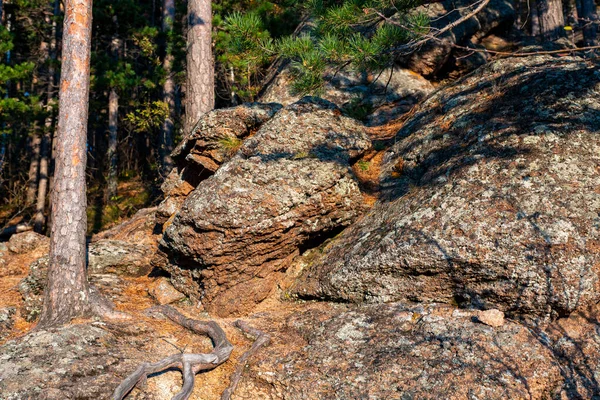 Die massiven Wurzeln einer Kiefer sind mit Steinen umgeben. — Stockfoto