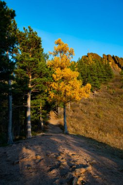 Akşam güneşinin ışınlarında bir çam ormanının kıyısında.